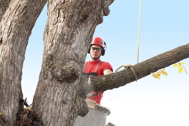 Reliable Bay Park, NY Tree Removal Services Solutions